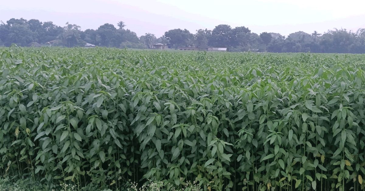 চুয়াডাঙ্গায় বেড়েছে পাট চাষ, পানি ও উৎপাদন খরচের সংকট 