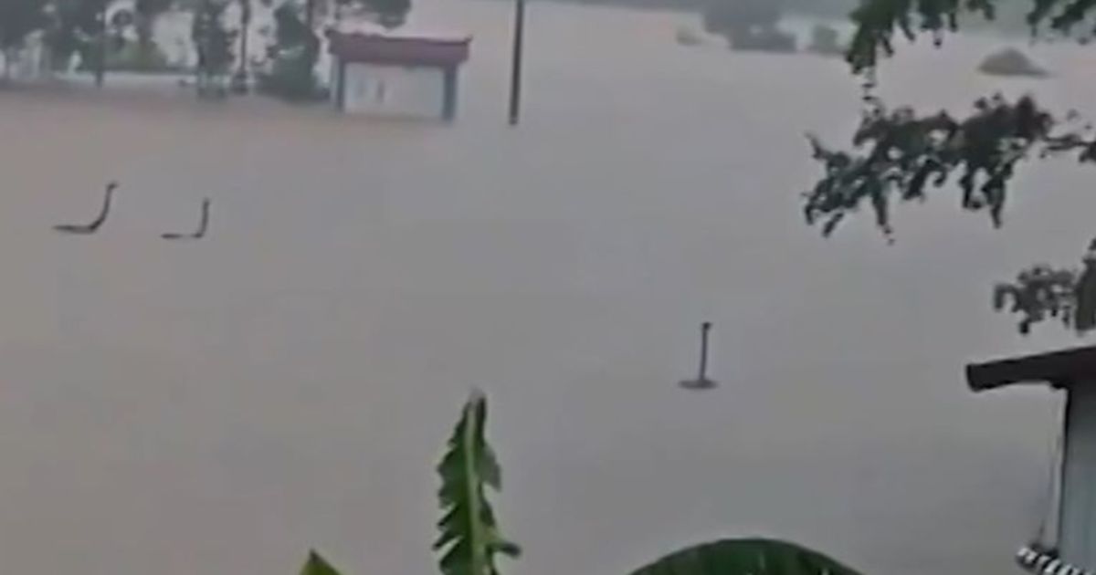 বন্যায় ভেসে গেল খামারের ৯০০ সাপ, আতঙ্কে গ্রামবাসী