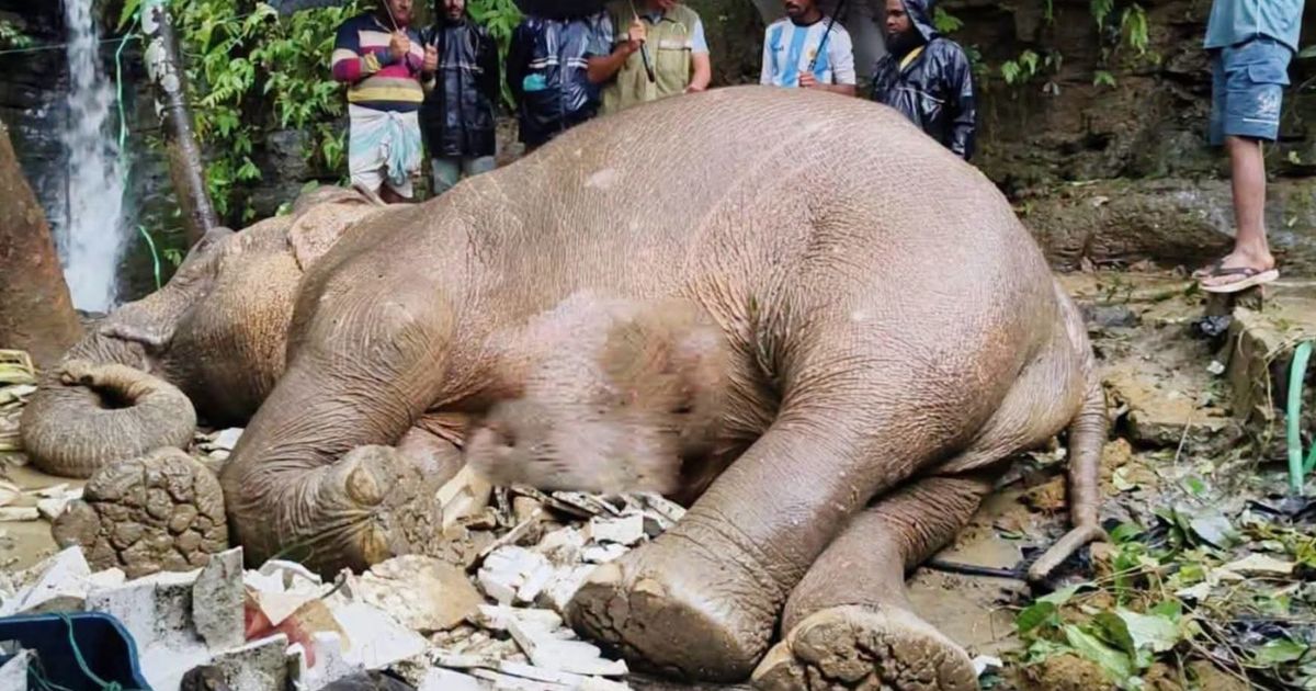 টেকনাফে পাহাড় থেকে পড়ে আহত বন্য মা হাতির মৃত্যু