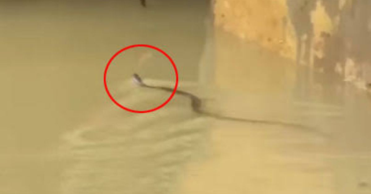 চট্টগ্রামে সাপের কামড়ে ৮৫ জন আহত