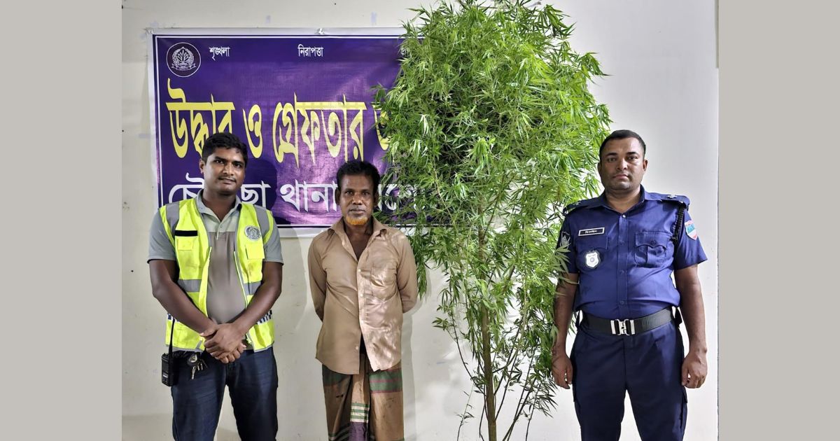চৌগাছায় ড্রাগন বাগান থেকে ৯ ফুট গাঁজার গাছ জব্দ, কৃষক গ্রেপ্তার
