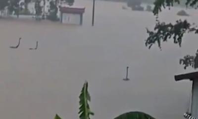 বন্যায় ভেসে গেল খামারের ৯০০ সাপ, আতঙ্কে গ্রামবাসী