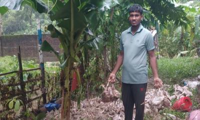 বন্যার পানিতে ভেসে গেল দেড় হাজার মুরগি