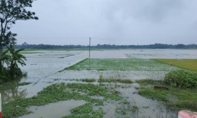 অতি বর্ষণে তলিয়ে গেছে লোহাগড়ার ফসলি জমি