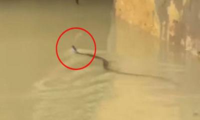 চট্টগ্রামে সাপের কামড়ে ৮৫ জন আহত