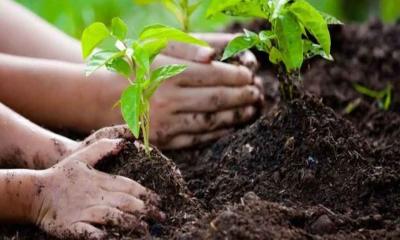 ২৯ হাজার শিক্ষাপ্রতিষ্ঠানে বৃক্ষরোপণ আজ