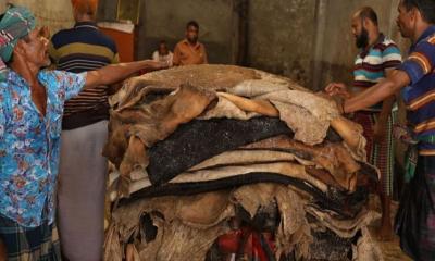 সরকারি দর বাড়লেও কম দামেই বিক্রি হচ্ছে চামড়া