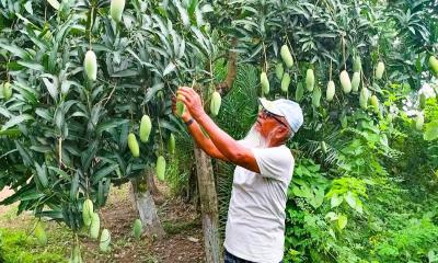 ফেনীর এক বাগানেই ১০২ জাতের আম