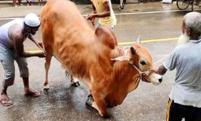 কোরবানির পশু জবাইয়ের সঠিক নিয়ম ও দোয়া