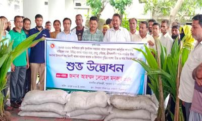 কাউখালীতে কৃষকদের মাঝে নারিকেল চারা বিতরণ