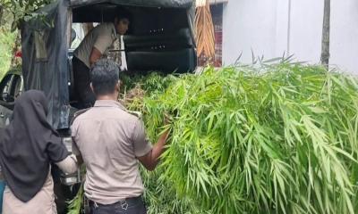 ভূঞাপুরে বাড়ির আঙিনা থেকে ১১টি গাঁজা গাছ উদ্ধার, গ্রেপ্তার ১