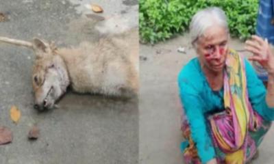 ফুলবাড়ীতে শিয়ালের কামড়ে দুই নারী আহত, একজনের অবস্থা গুরুতর