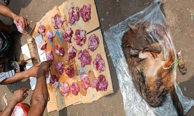 শিয়ালের মাংস খাওয়ার ব্যাপারে ইসলাম কী বলে?