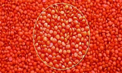 ১৬৭ কোটি টাকার মসুর ডাল কিনবে সরকার