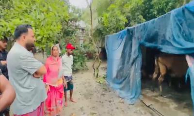 আড়াইহাজারে দুই রাতে তিন গরু চুরি, আতঙ্কে খামারিরা
