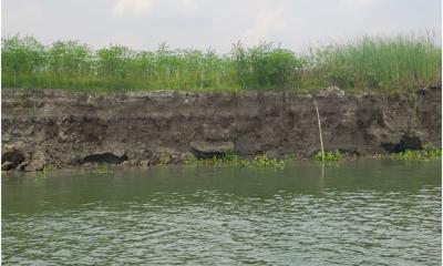 গোয়ালন্দে ফের পদ্মা নদীর ভাঙন শুরু, ঝুঁকিতে বসতবাড়ি ও ঘাট