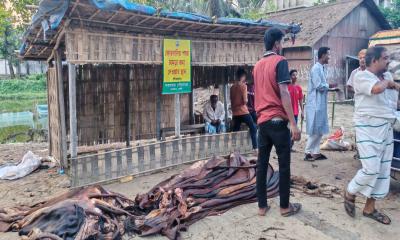 ফেনীতে ৮০ হাজার পশু কোরবানি হলেও চামড়া সংরক্ষণ ৬০ হাজার