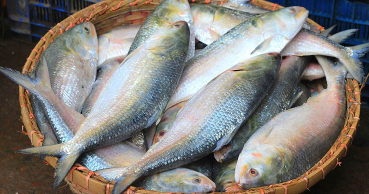 ভরা মৌসুমেও মিলছে না ইলিশ