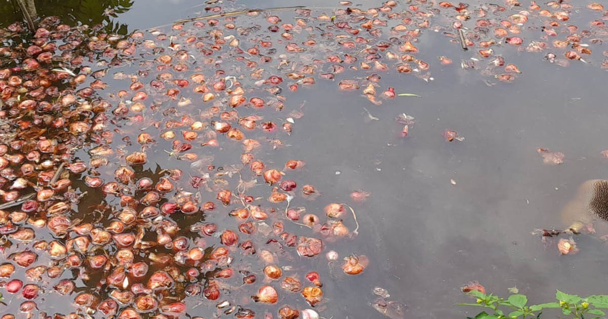 পেঁয়াজের দাম না পেয়ে সালথা-নগরকান্দার কৃষকরা হতাশ, পানিতে ফেলে প্রতিবাদ