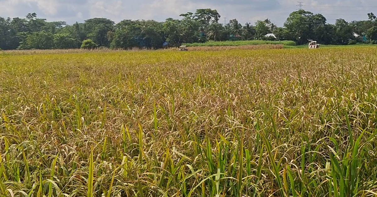 হাইব্রিড ধানের ফলন বিপর্যয়ে চাঁদপুরে কৃষকের মাথায় হাত