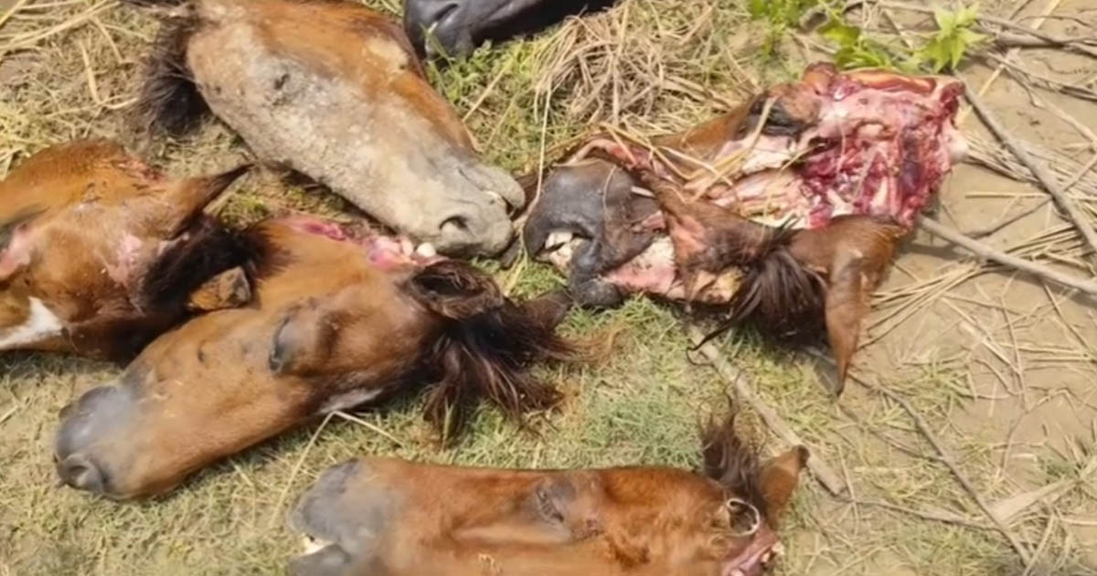 ঘোড়া জবাই করে গরুর মাংস বলে বিক্রির চেষ্টা, আটক ৬