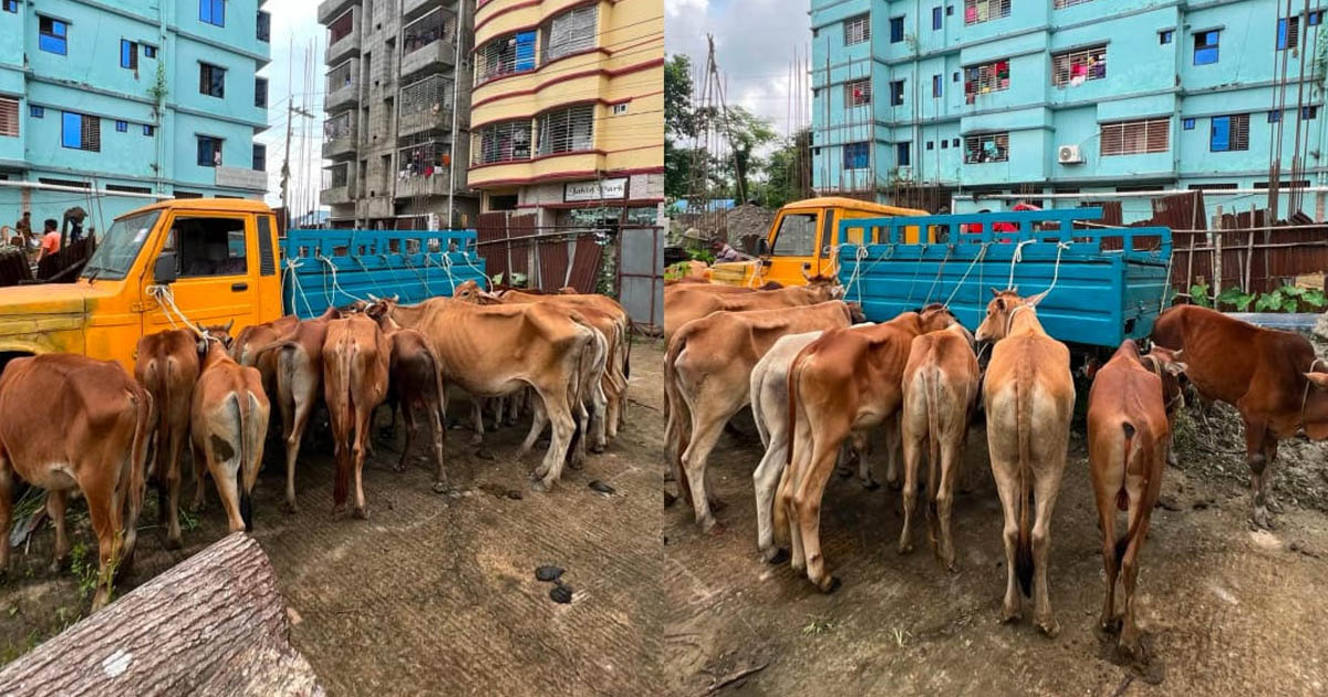 মিরসরাইয়ে শুল্ক ফাঁকি দিয়ে আনা ১৯টি ভারতীয় গরু জব্দ