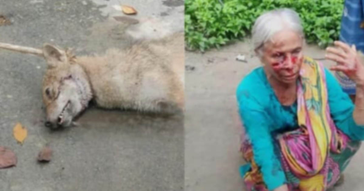 ফুলবাড়ীতে শিয়ালের কামড়ে দুই নারী আহত, একজনের অবস্থা গুরুতর