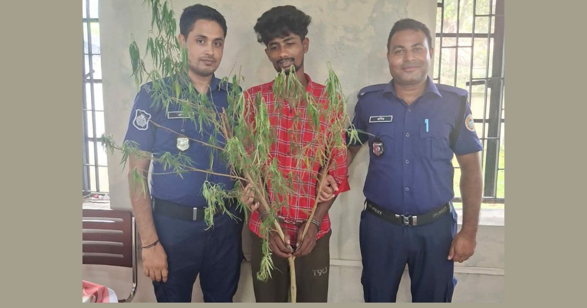 কাউখালীতে গাঁজাগাছসহ যুবক আটক