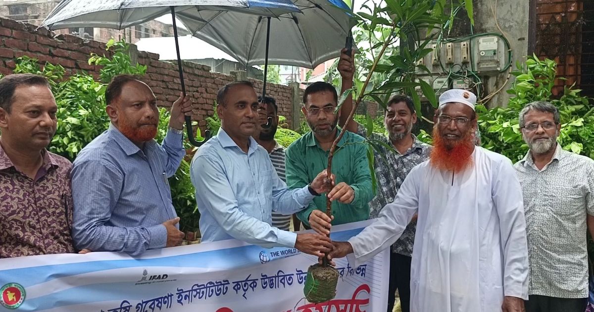 পটুয়াখালীতে বিএআরআইর ৩ হাজার ফলদ গাছের চারা বিতরণ