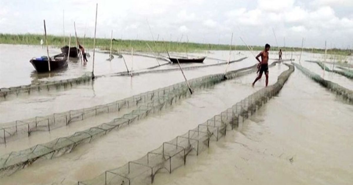 চরফ্যাশনে রিং জালের ফাঁদে হারিয়ে যাচ্ছে দেশী প্রজাতির মাছ 
