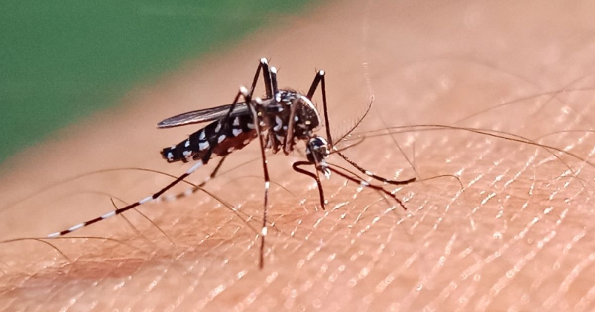 ২৪ ঘণ্টায় ডেঙ্গুতে ২ জনের মৃত্যু, হাসপাতালে ১৯০