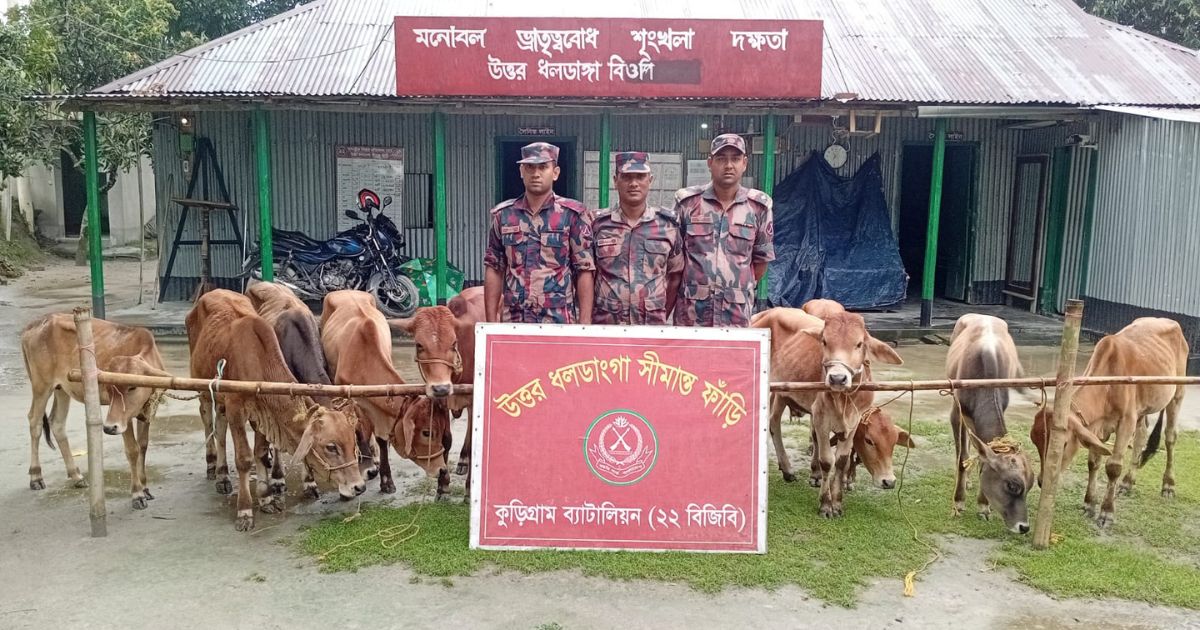 কুড়িগ্রামে বিজিবির অভিযানে ভারতীয় গবাদিপশু ও মাদক জব্দ